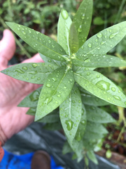 Amsonia illustris