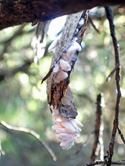 Coelostomidia wairoensis