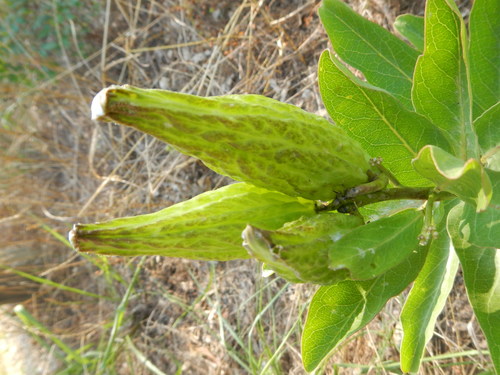 Asclepias viridis