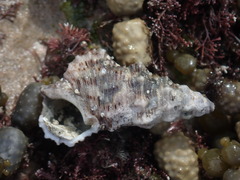 Cerithium columna