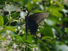 Papilio dialis