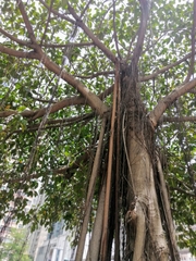 Ficus altissima