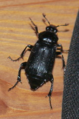 Nicrophorus humator