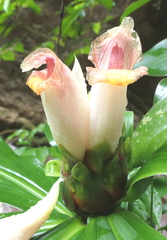 Costus guanaiensis tarmicus