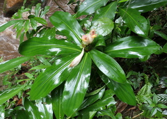 Costus guanaiensis tarmicus