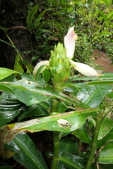 Costus guanaiensis tarmicus