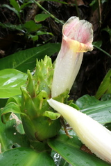 Costus guanaiensis tarmicus