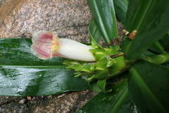 Costus guanaiensis tarmicus