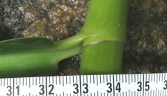 Costus guanaiensis tarmicus