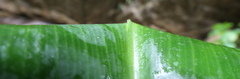 Costus guanaiensis tarmicus