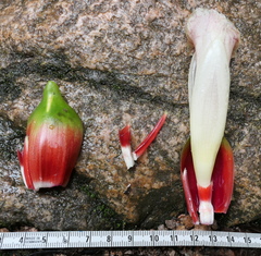 Costus guanaiensis tarmicus