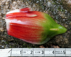 Costus guanaiensis tarmicus