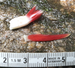 Costus guanaiensis tarmicus