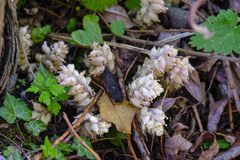 Lathraea squamaria