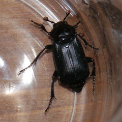 Nicrophorus humator