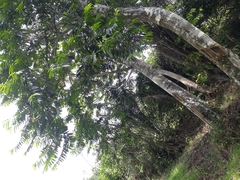 Tracheophyta