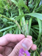 Oenothera rosea