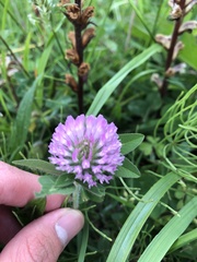 Trifolium pratense