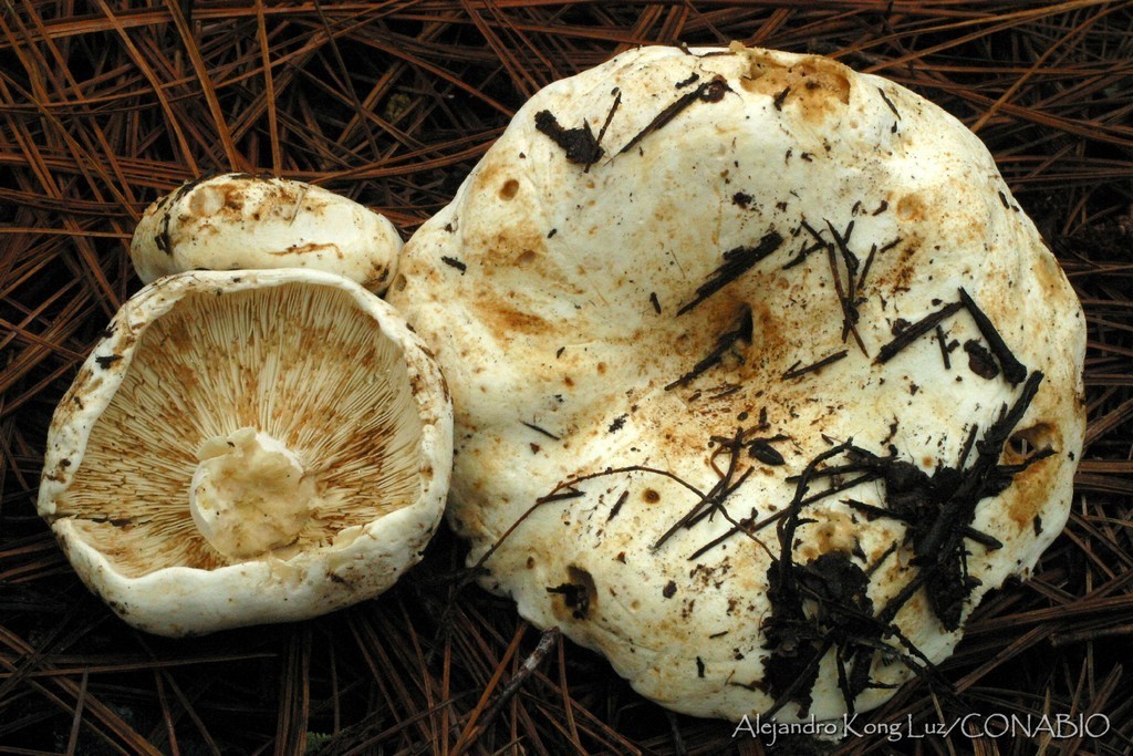 Russula vesicatoria