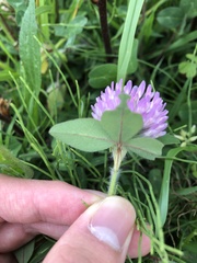 Trifolium pratense