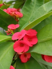 Euphorbia milii