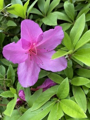 Rhododendron indicum