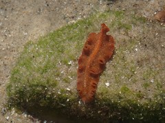 Phrikoceros baibaiye
