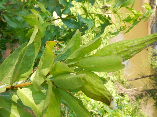 Asclepias viridis