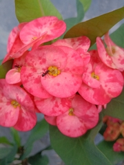 Euphorbia milii