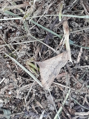 Lepidoptera