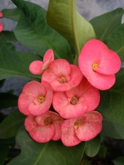 Euphorbia milii