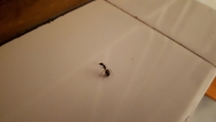 Camponotus bertolonii