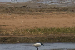 Threskiornis melanocephalus