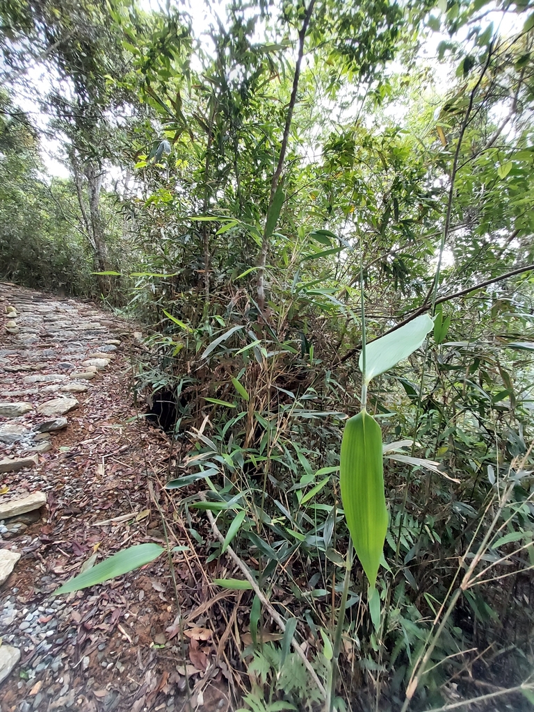 Gelidocalamus