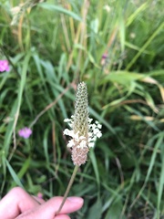 Plantago lanceolata