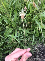 Plantago lanceolata