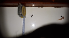 Camponotus bertolonii