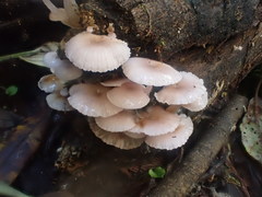 Hygrocybe roseoflavida