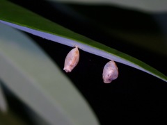 Asceles larunda