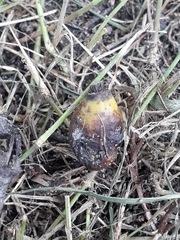 Arecaceae