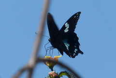 Papilio epiphorbas