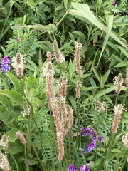 Plantago lanceolata