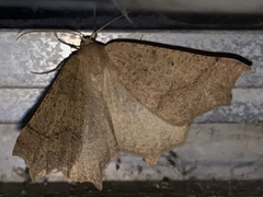 Prochoerodes truxaliata