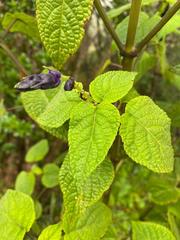 Salvia pichinchensis
