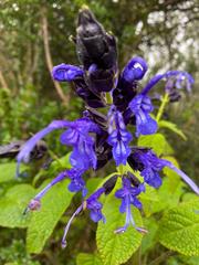 Salvia pichinchensis