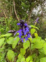 Salvia pichinchensis