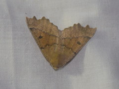 Odontopera bidentata