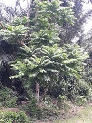 Tracheophyta