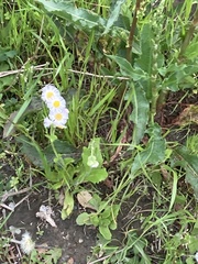 Erigeron philadelphicus