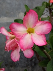 Adenium obesum